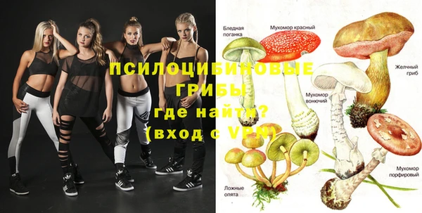 стаф Богданович